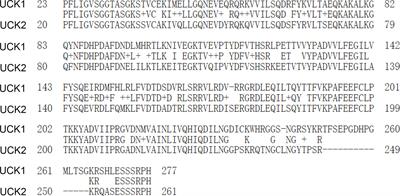 The Metabolic and Non-Metabolic Roles of UCK2 in Tumor Progression